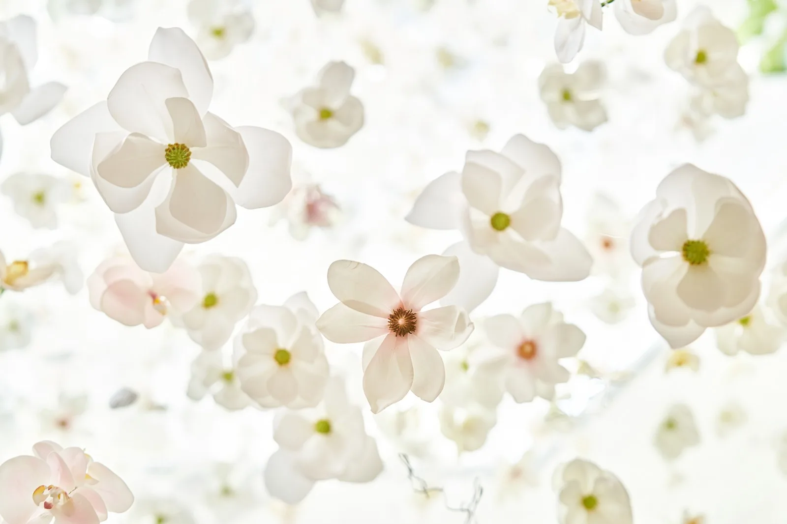 BIM Architecture | Flower Kitchen Designer "She" and His Ninth Love/Liang Zhu Design Firm