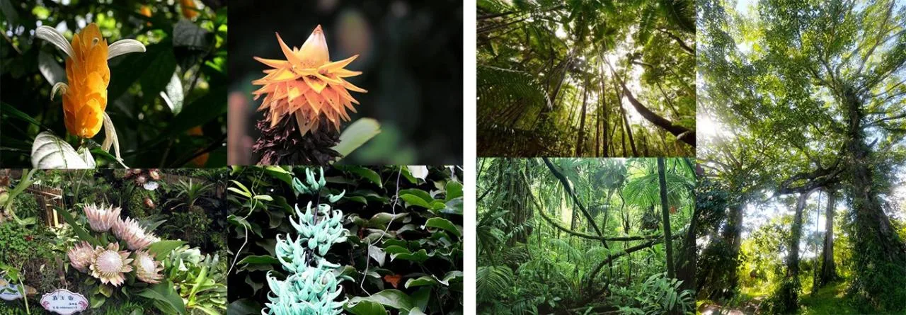 BIM Architecture | 'Flowers in the Rainforest': Xishuangbanna Jinglan International Conference Resort Hotel/Gangya Architecture+Local Practice (Guangzhou)