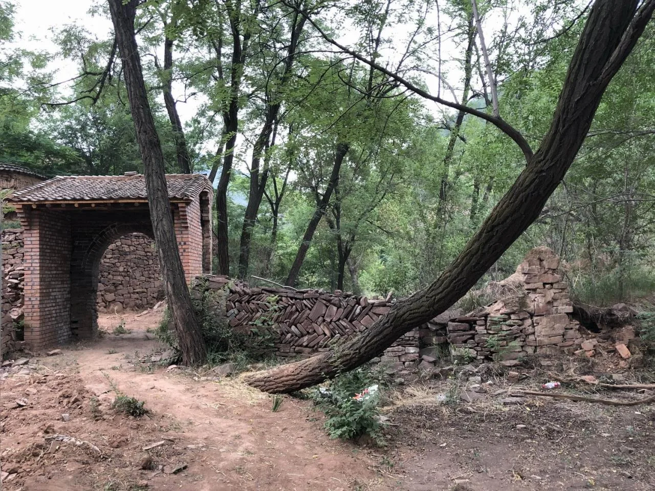 BIM Architecture | Coexistence with Trees and Old Earth Walls - Armory Coffee/Three Culture Architecture