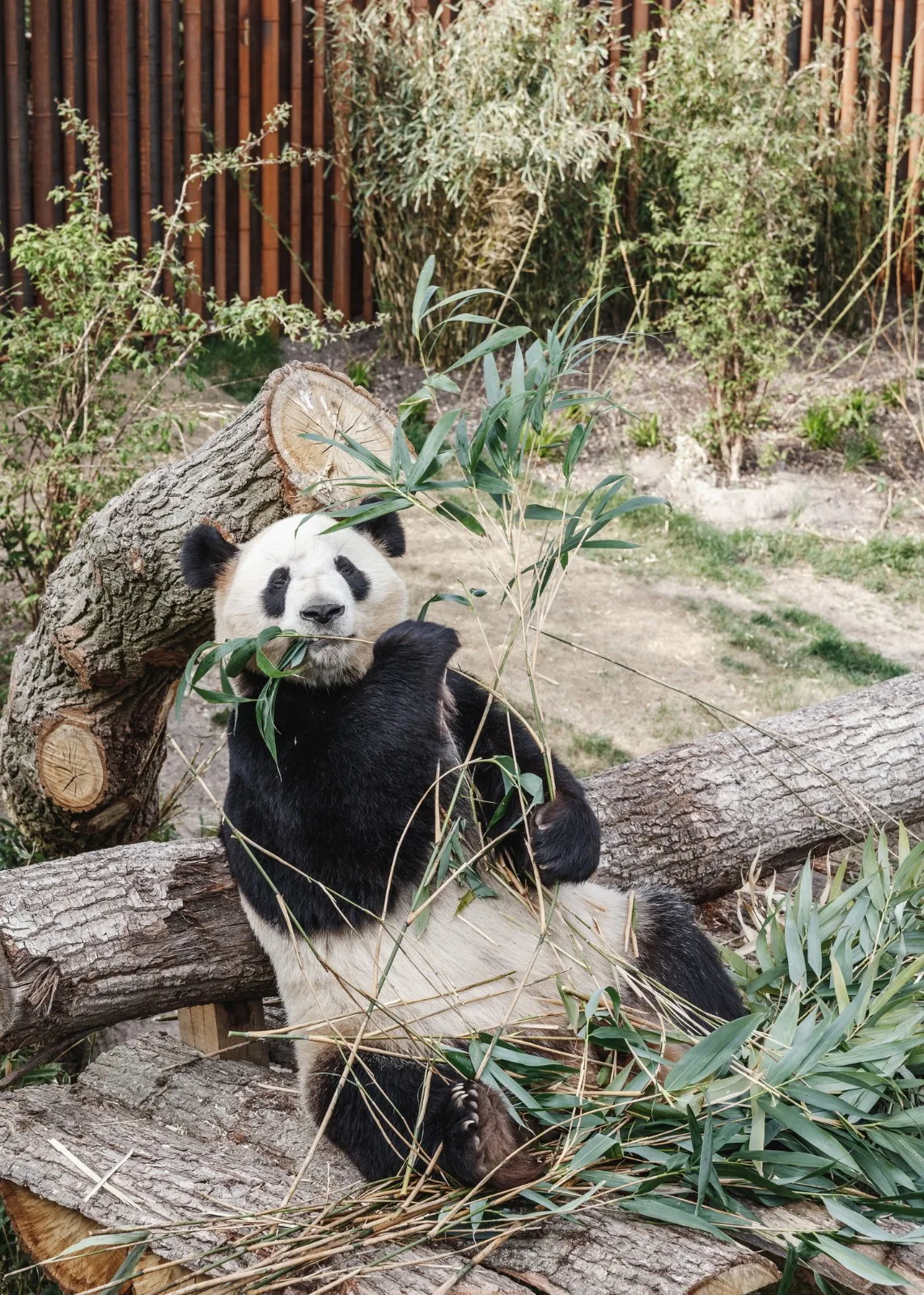 BIM Architecture | Copenhagen Zoo Yin Yang Panda Pavilion/BIG
