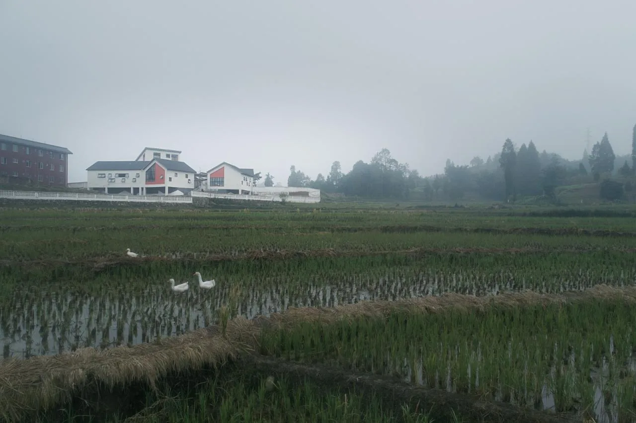 BIM Architecture | Daping Township Kindergarten/Dongyi Architecture