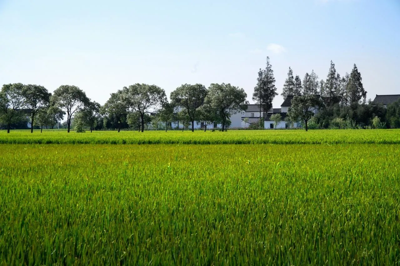 BIM Architecture | Low Cost Whole Village Renovation Practice: Rural Revitalization of Liyao Village in Fengxian, Shanghai/Water Stone Design