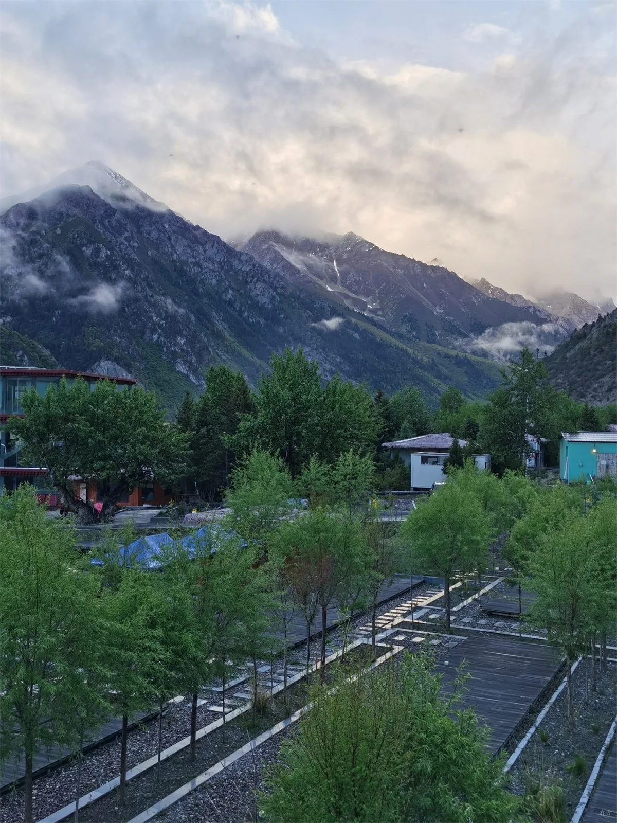 Trees grown at Ranwu Lake campsite