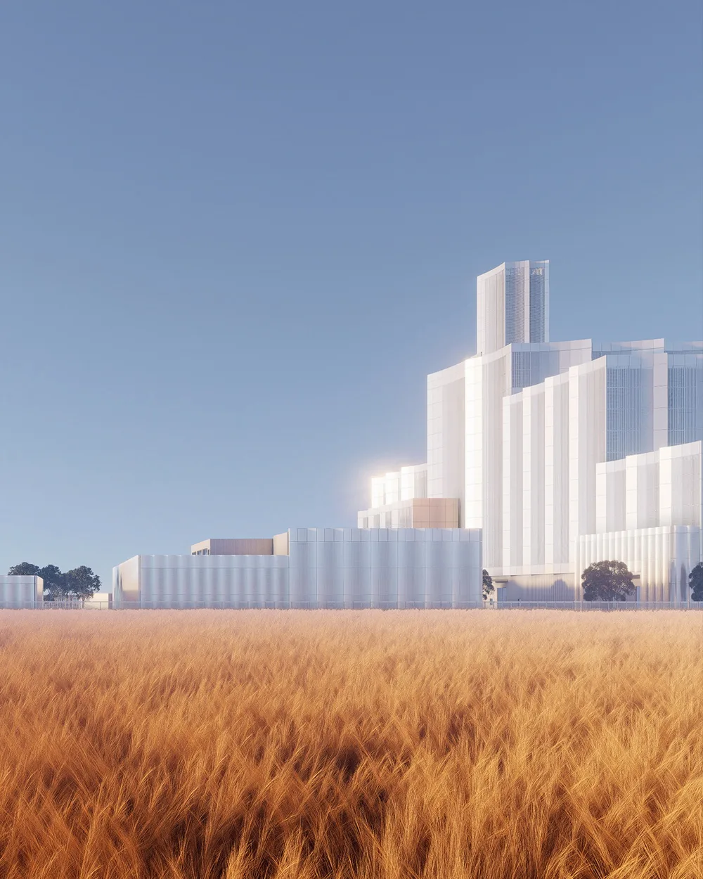 Golden rice waves and white buildings
