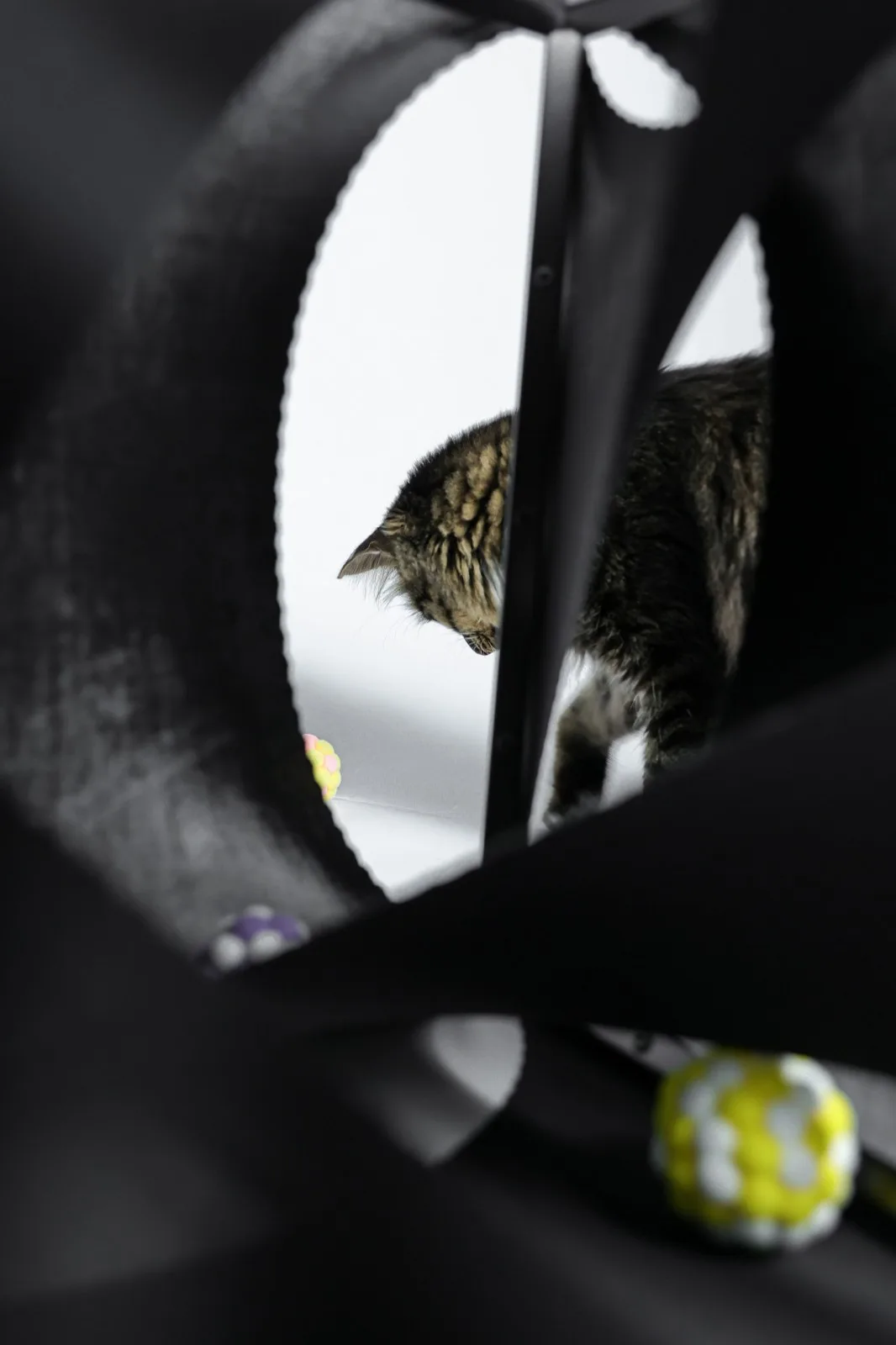 BIM Architecture | If the Owner is a Cat: Cat Cube Series/Duray