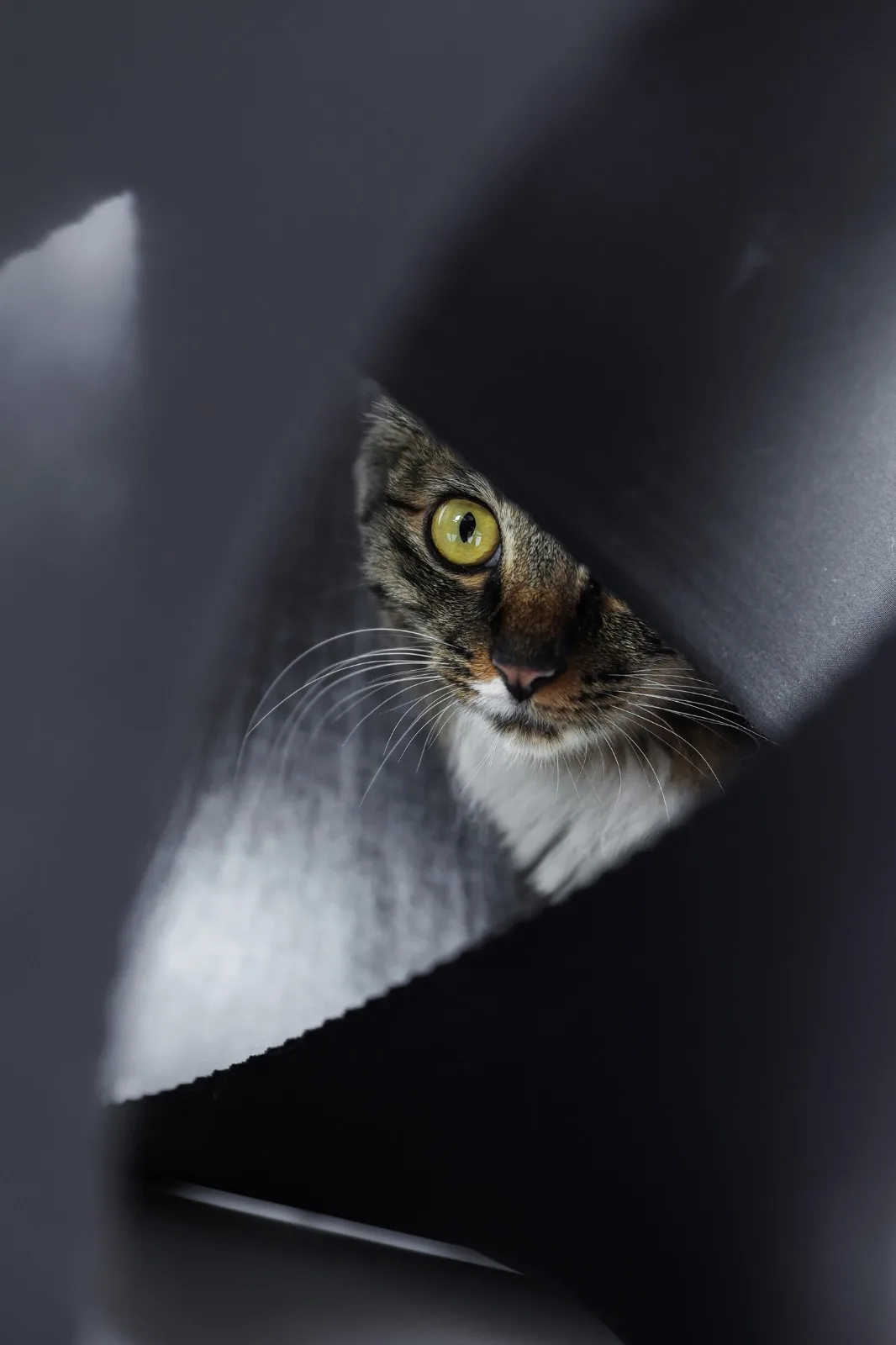 BIM Architecture | If the Owner is a Cat: Cat Cube Series/Duray