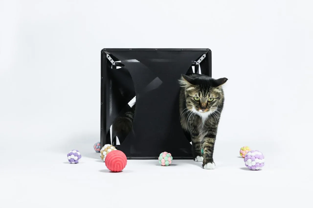 BIM Architecture | If the Owner is a Cat: Cat Cube Series/Duray