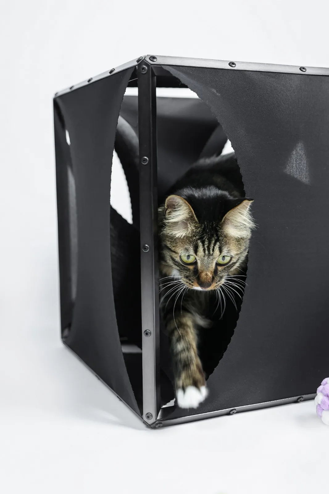 BIM Architecture | If the Owner is a Cat: Cat Cube Series/Duray