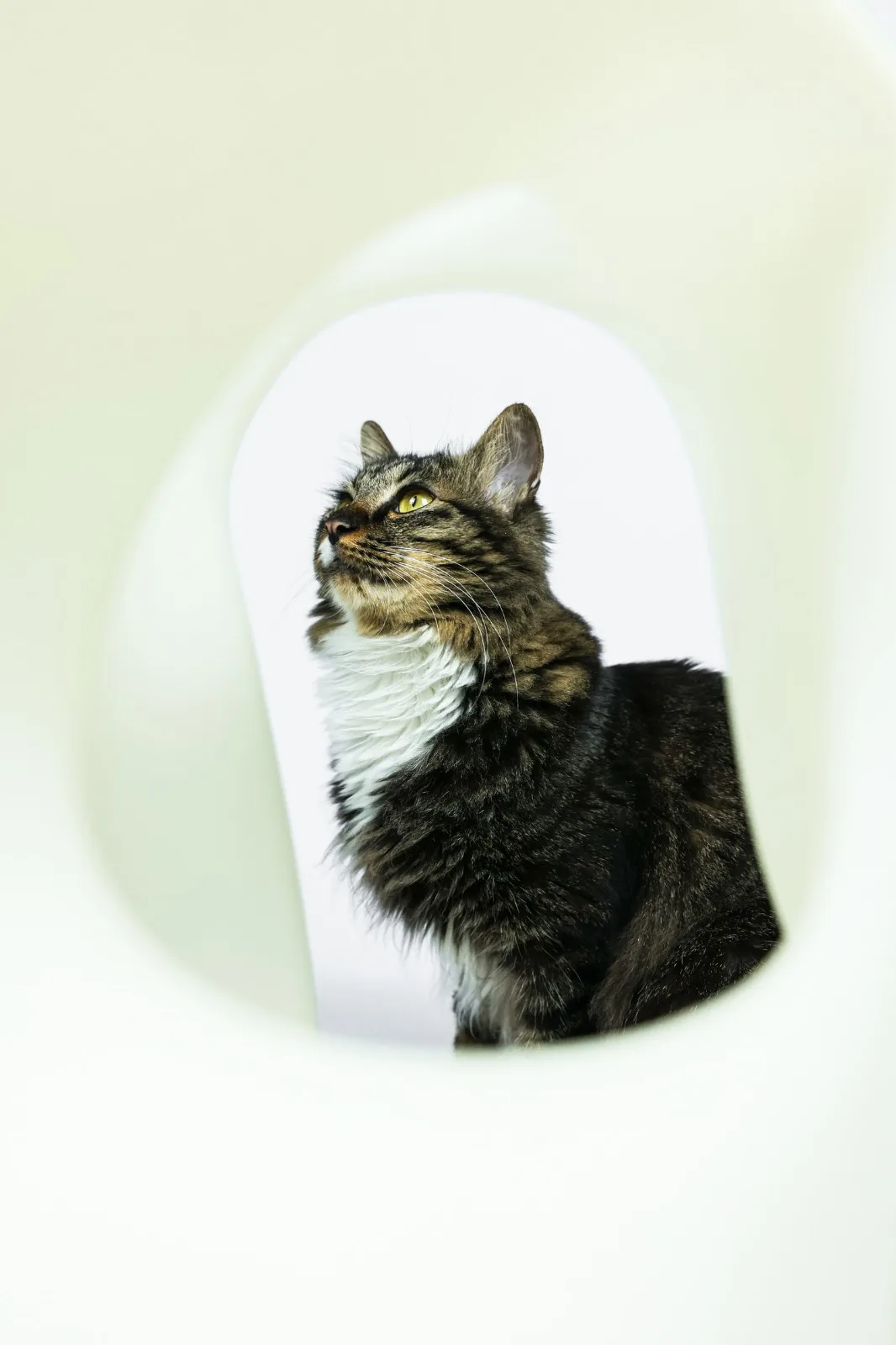 BIM Architecture | If the Owner is a Cat: Cat Cube Series/Duray