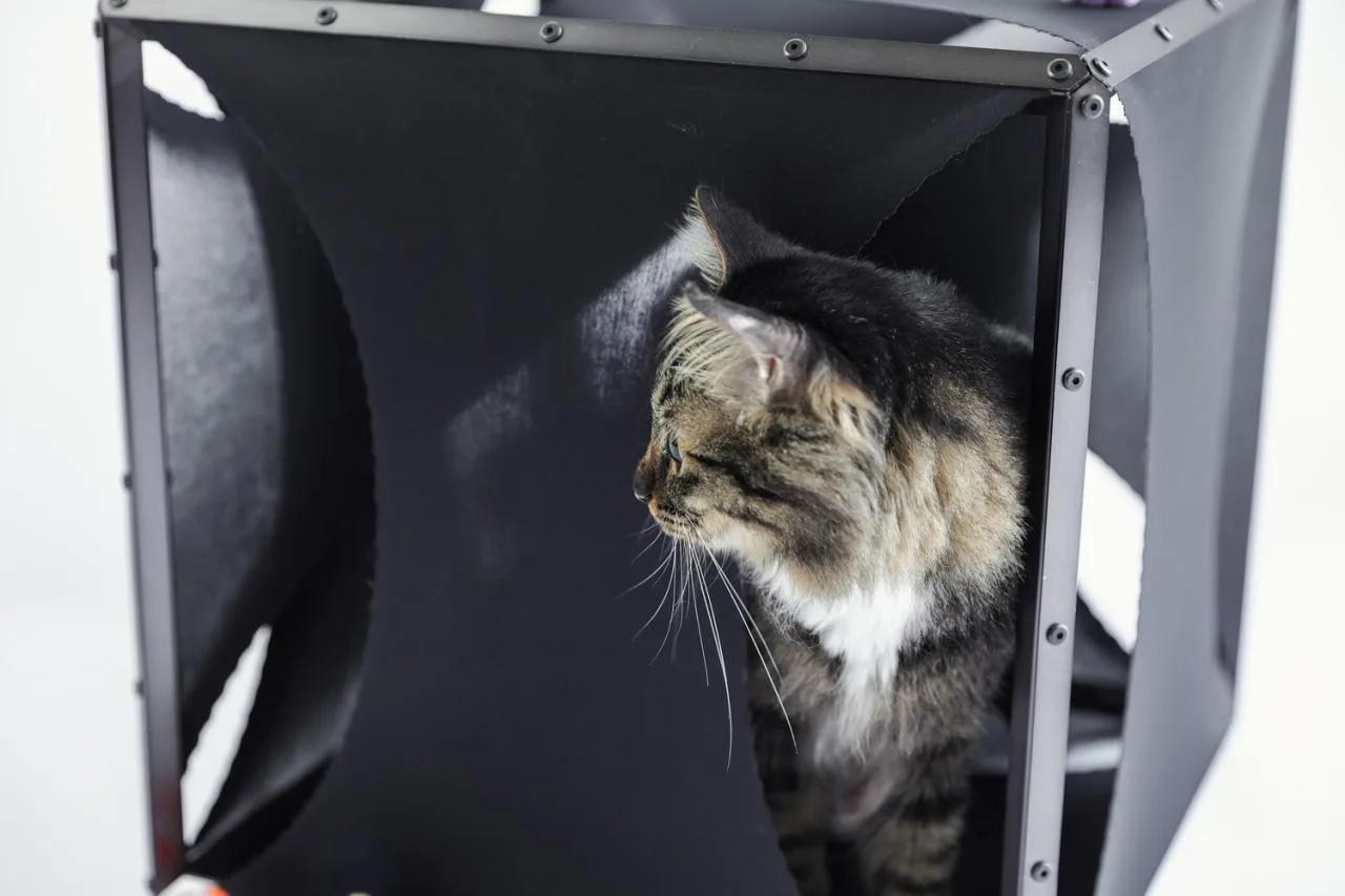 BIM Architecture | If the Owner is a Cat: Cat Cube Series/Duray