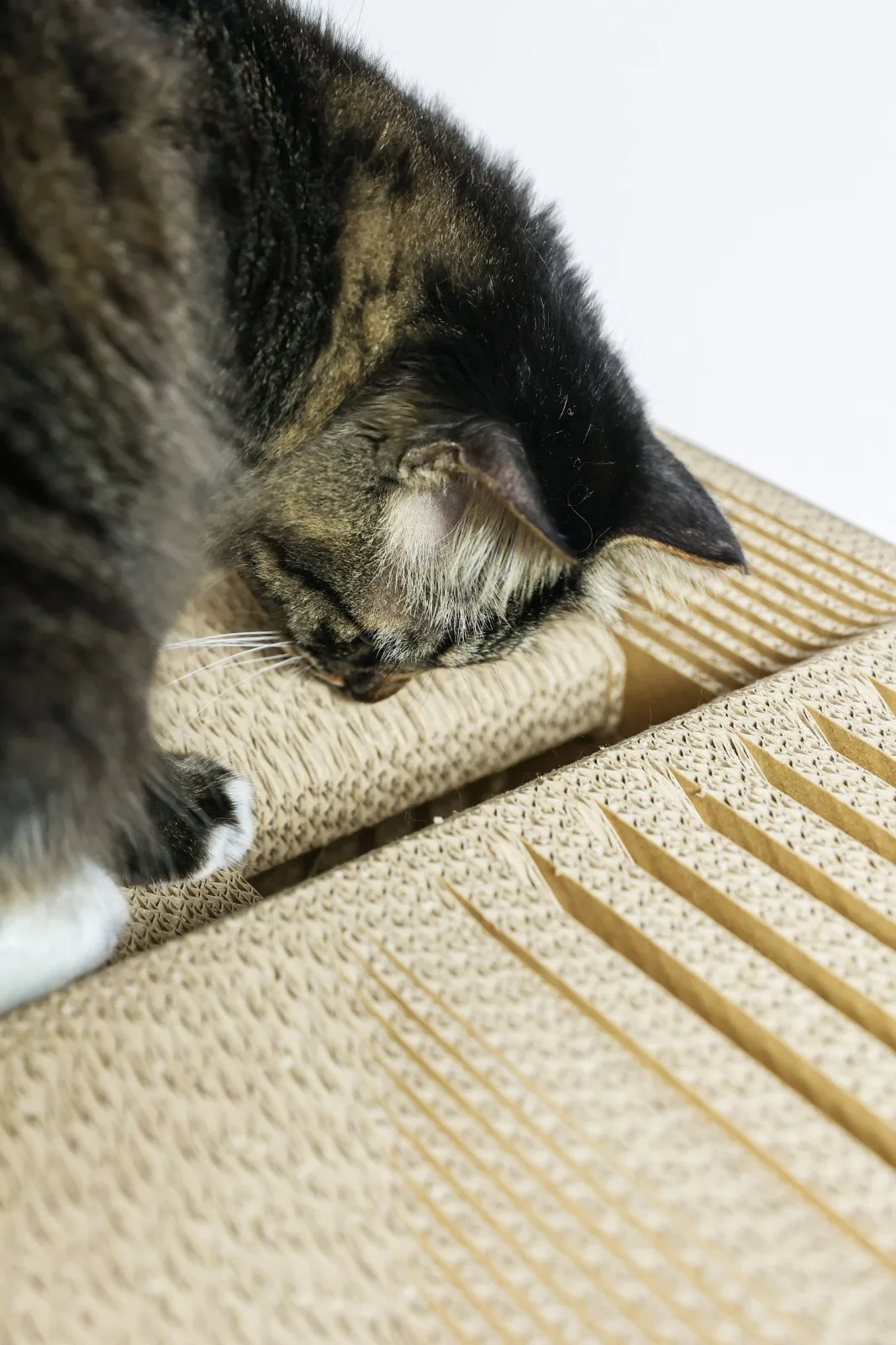 BIM Architecture | If the Owner is a Cat: Cat Cube Series/Duray