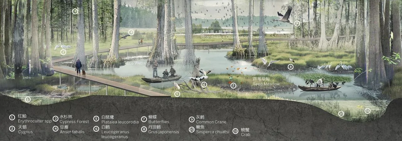 BIM Architecture | Xiong'an Baiyangdian Waterfront Park/TLS Landscape Design Firm