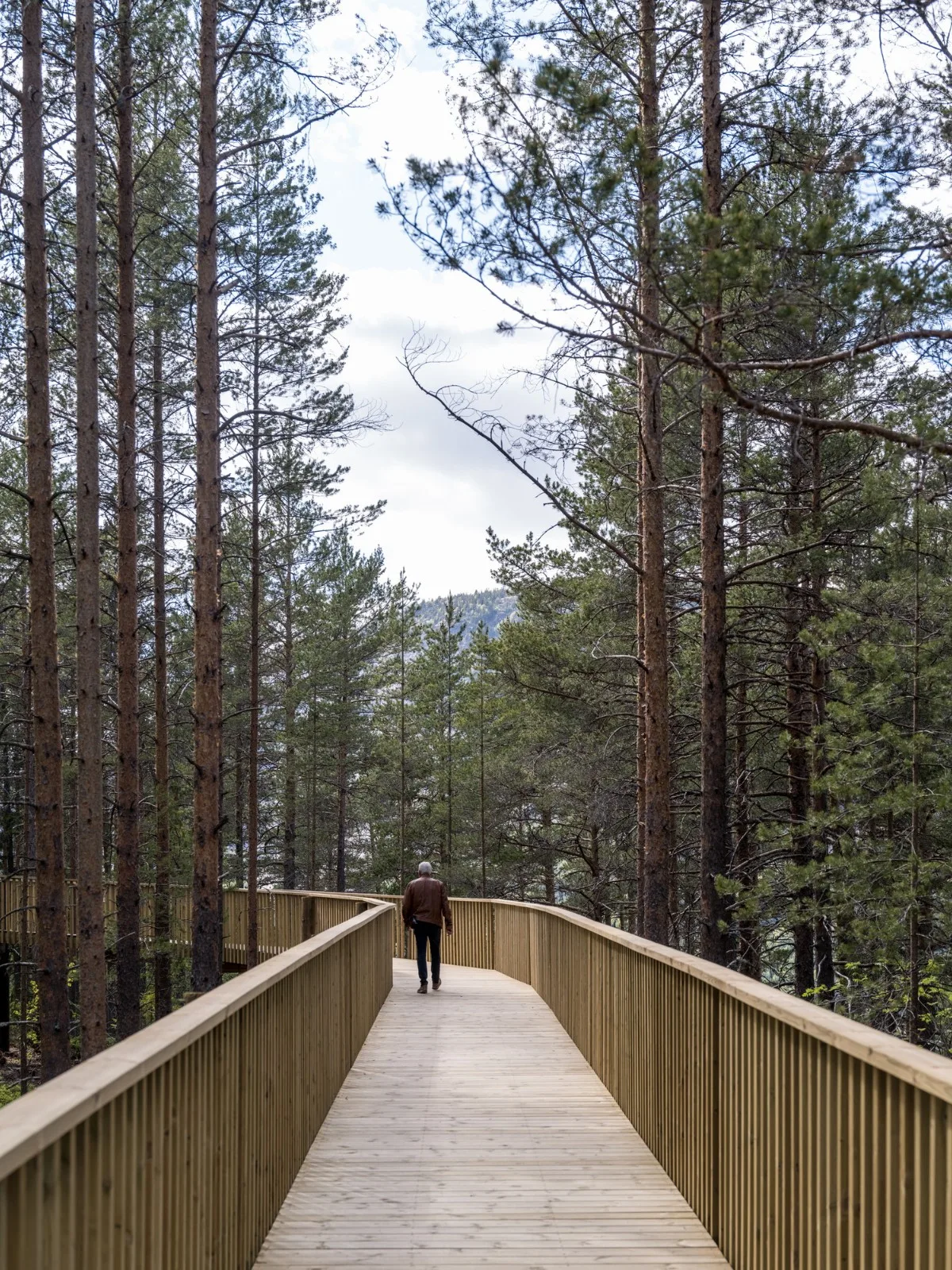 BIM Architecture | Tree Top Walk, Hamaren Activity Park/EFFEKT