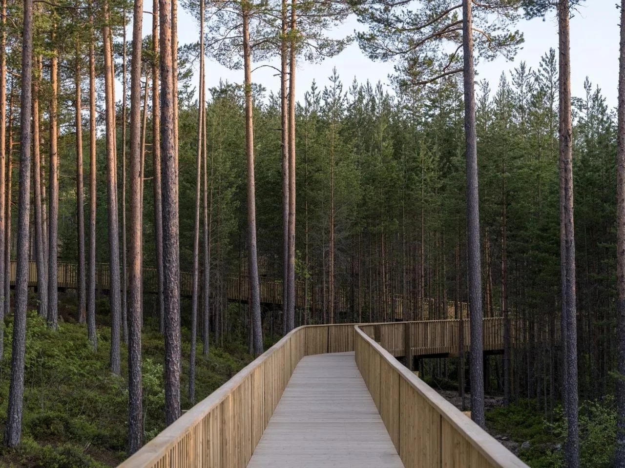 BIM Architecture | Tree Top Walk, Hamaren Activity Park/EFFEKT