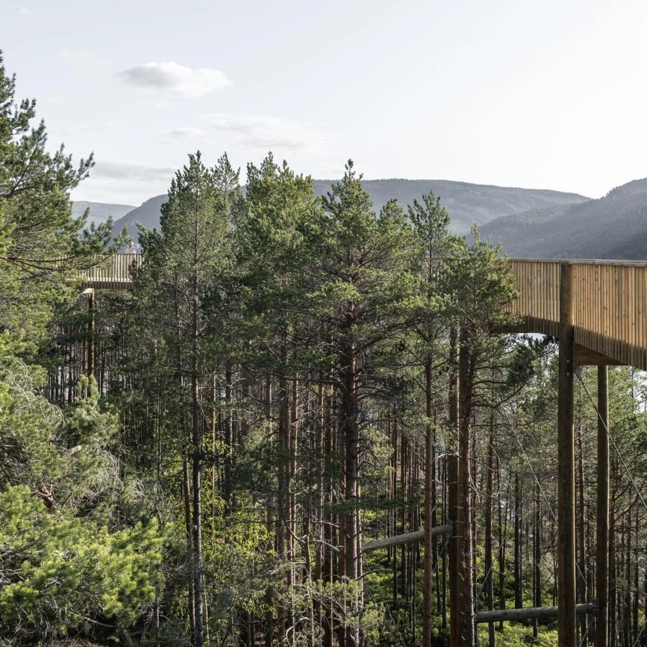 BIM Architecture | Tree Top Walk, Hamaren Activity Park/EFFEKT
