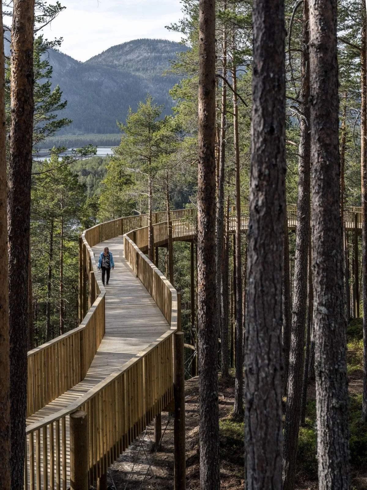 BIM Architecture | Tree Top Walk, Hamaren Activity Park/EFFEKT