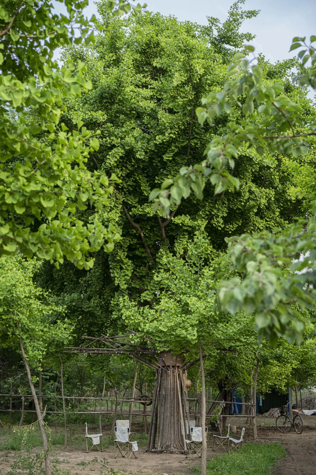 BIM Architecture | Embracing Sustainability: Bamboo Installation Tree of Life/UK Studio