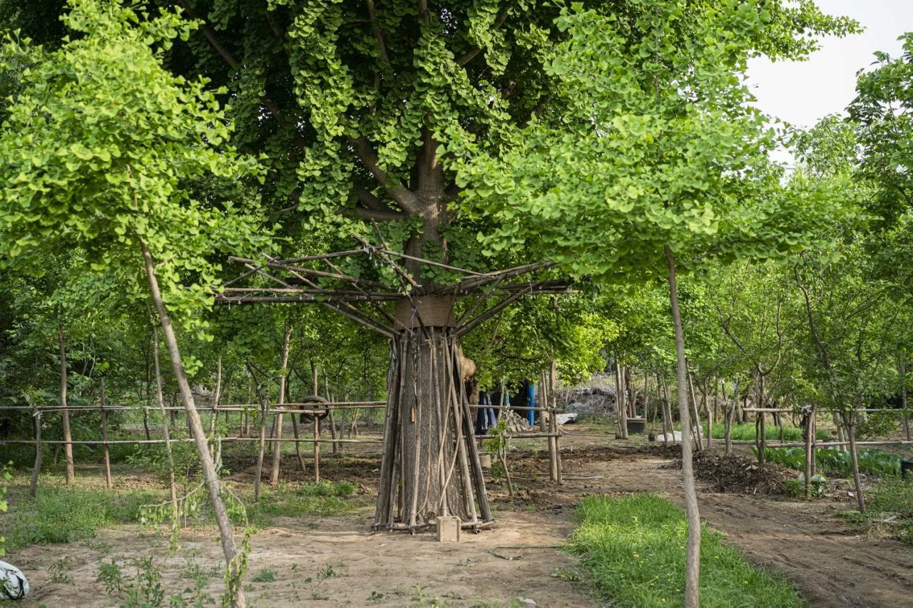 BIM Architecture | Embracing Sustainability: Bamboo Installation Tree of Life/UK Studio