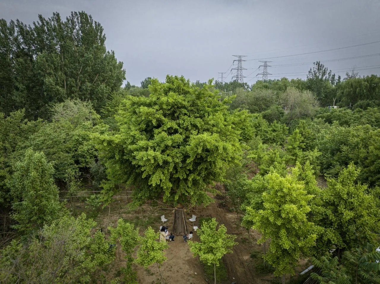 BIM Architecture | Embracing Sustainability: Bamboo Installation Tree of Life/UK Studio