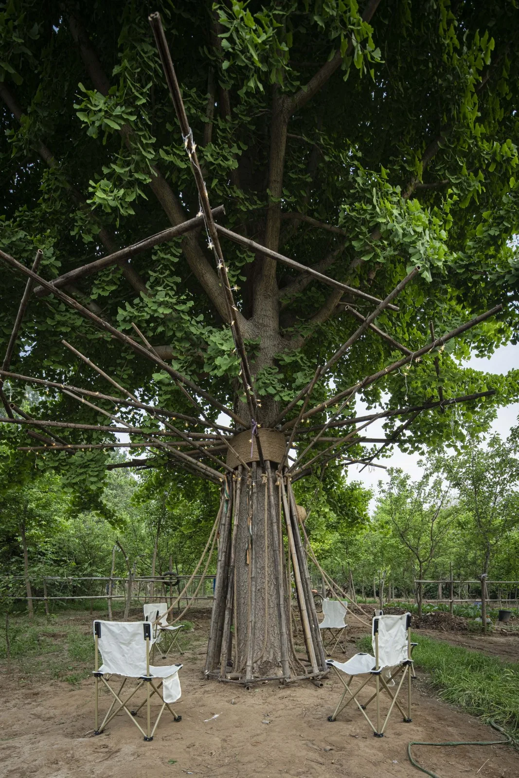 BIM Architecture | Embracing Sustainability: Bamboo Installation Tree of Life/UK Studio