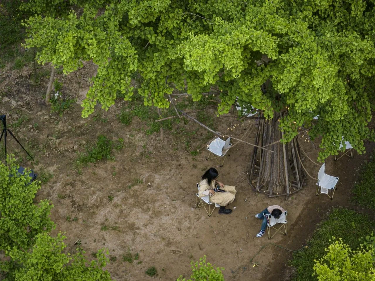 BIM Architecture | Embracing Sustainability: Bamboo Installation Tree of Life/UK Studio