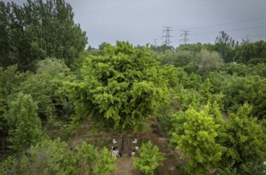 BIM Architecture: Embracing Sustainability with the Bamboo Tree of Life Installation by a UK Studio-BIM WORLD
