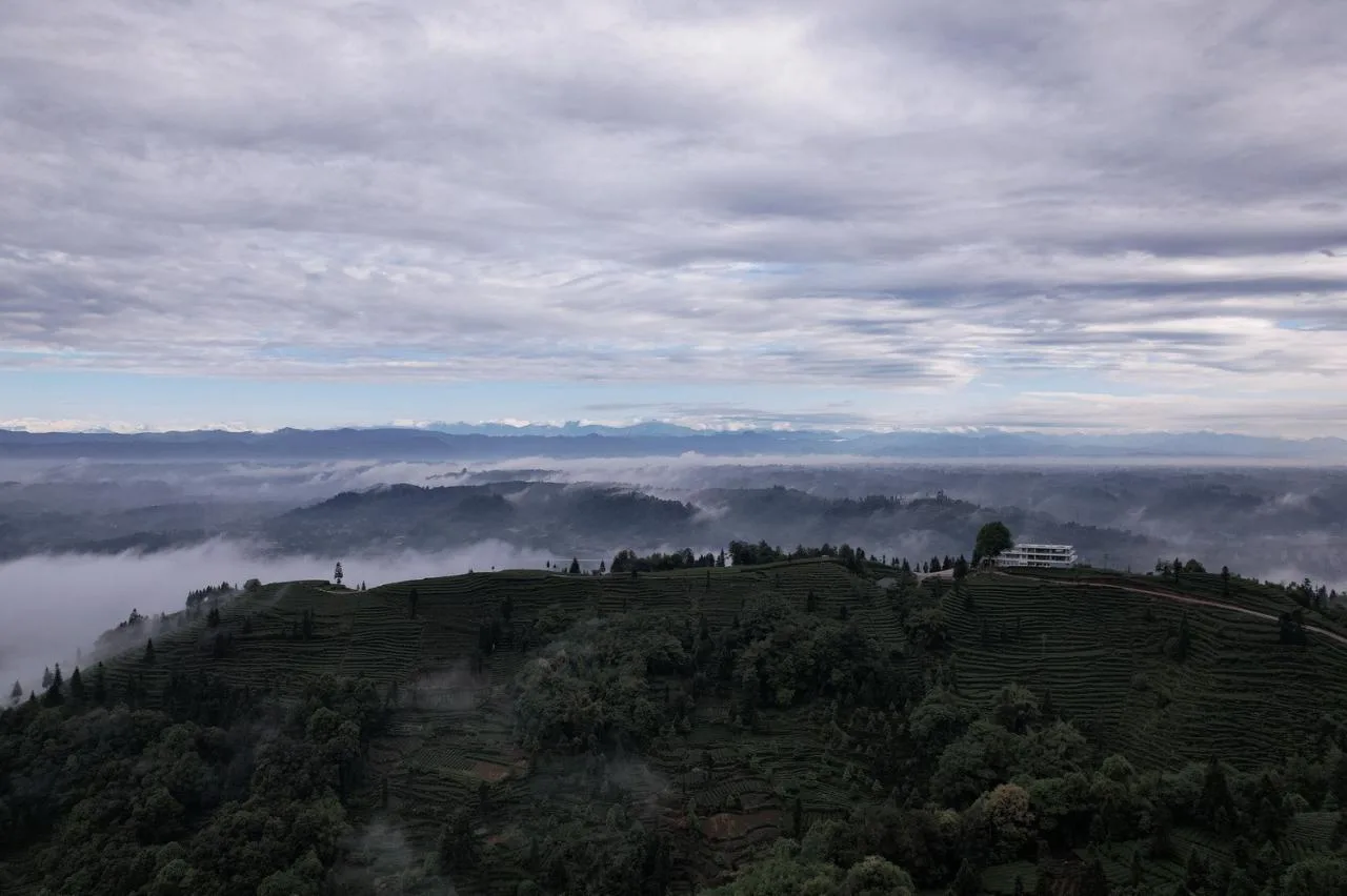 BIM Architecture | Yuntai Yueye: Floating Homestay/Iwakawa Architecture Design in Tea Fields