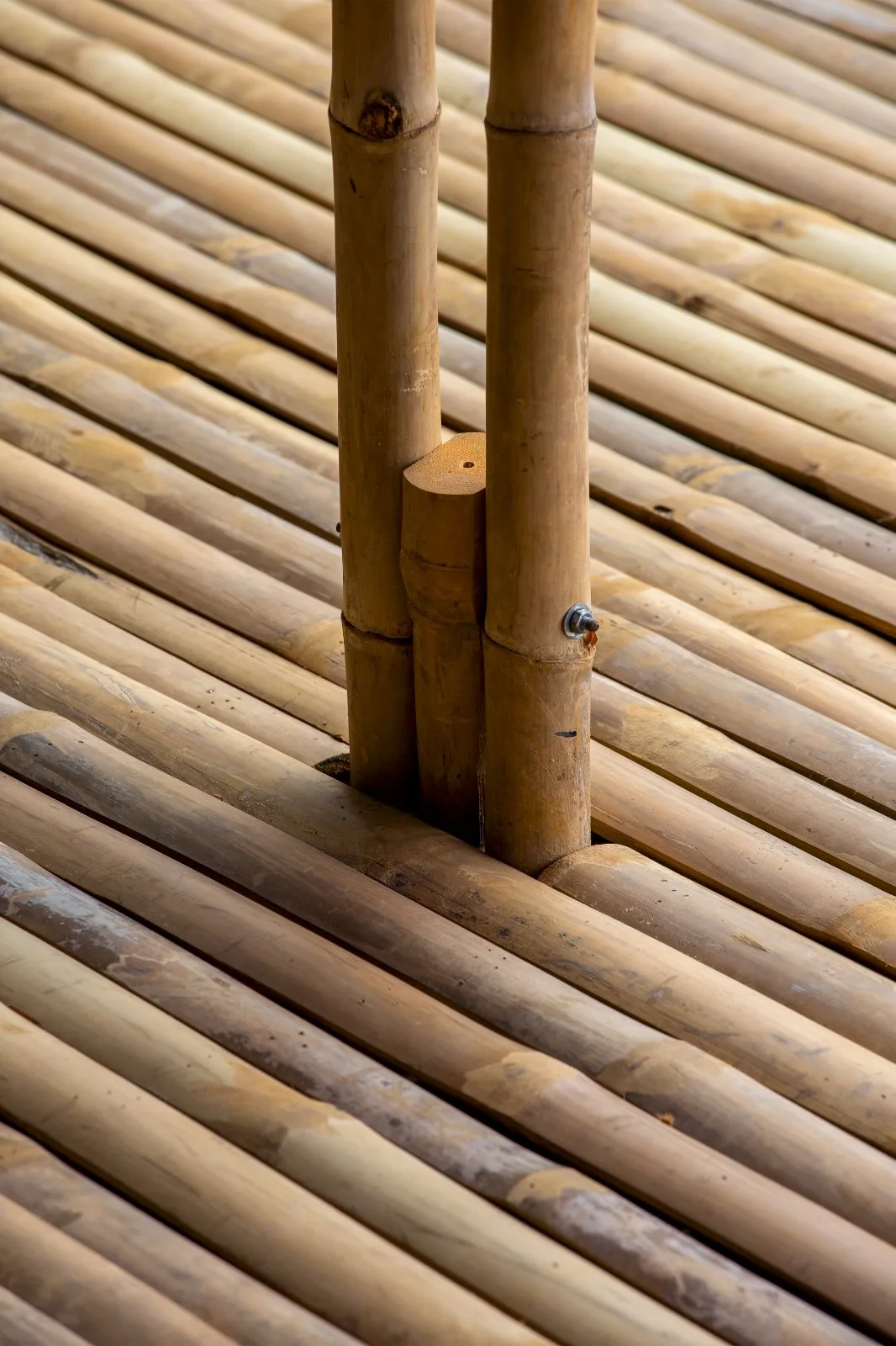 BIM Architecture | Adapting to Climate Change, Floating Bamboo Houses/H& P Architects