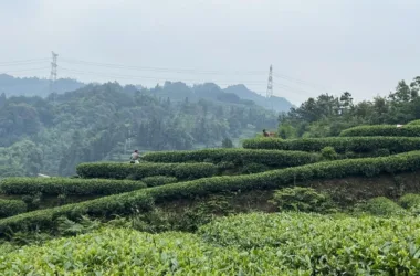 BIM Architecture: Yuntai Yueye Floating Homestay by Iwakawa in Tea Fields-BIM WORLD
