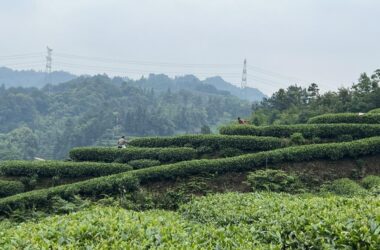 BIM Architecture: Yuntai Yueye Floating Homestay by Iwakawa in Tea Fields-BIM WORLD