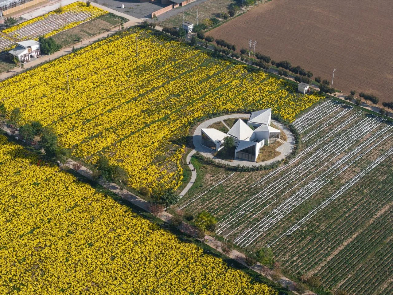 BIM Architecture | Yuntai Mountain Ice Chrysanthemum Field Library/One Tree Architecture