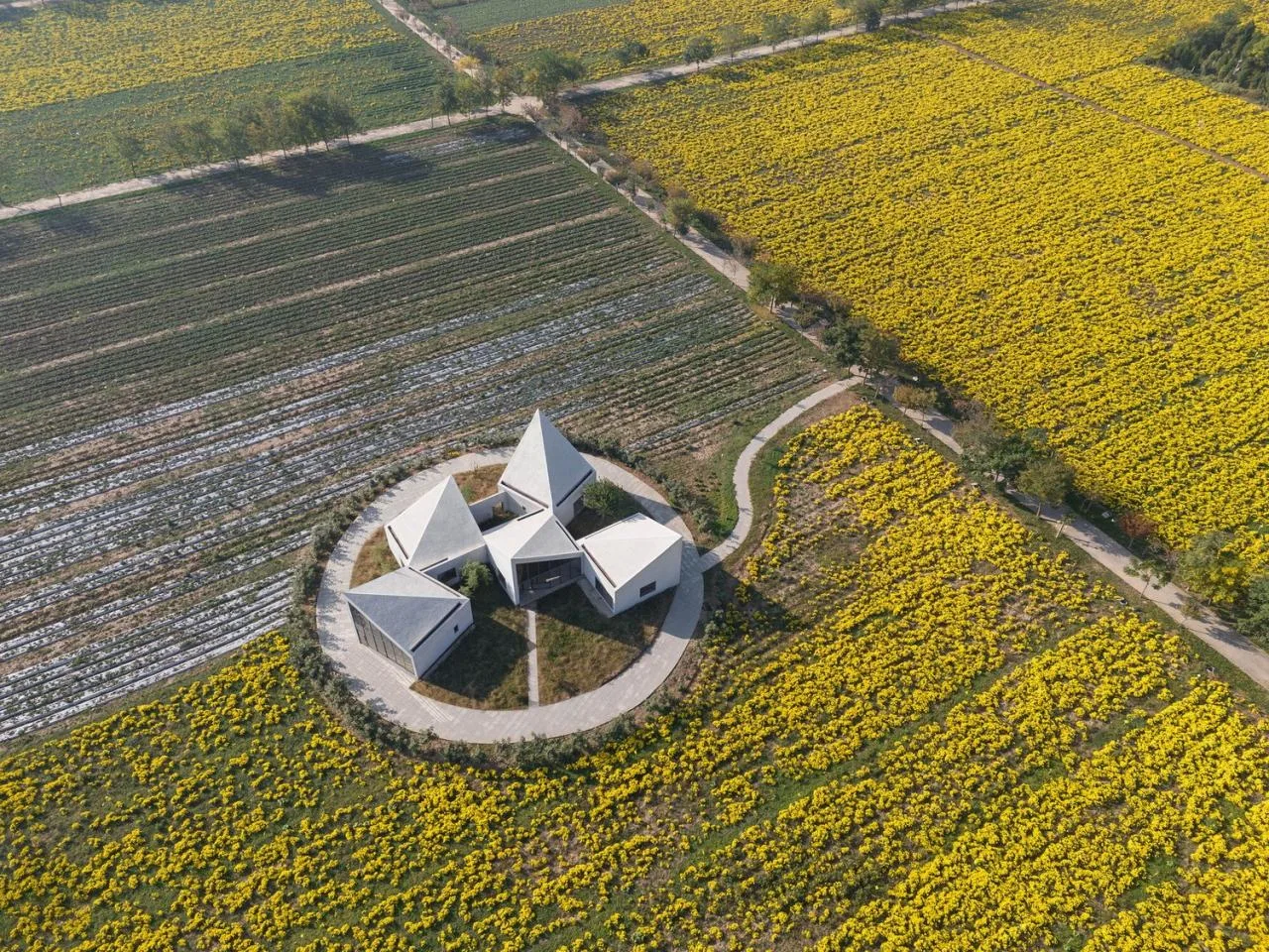BIM Architecture | Yuntai Mountain Ice Chrysanthemum Field Library/One Tree Architecture