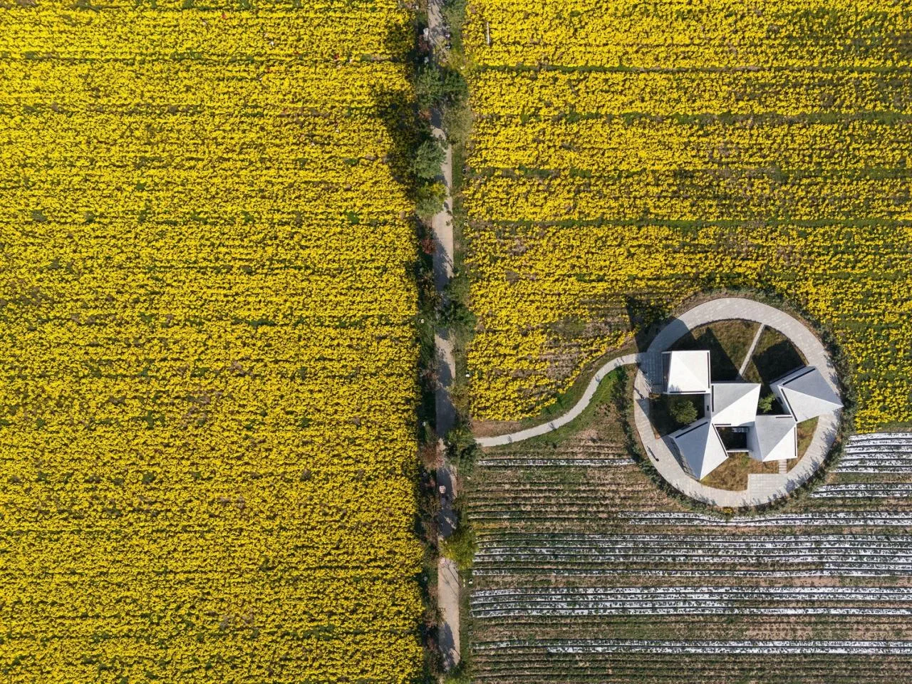 BIM Architecture | Yuntai Mountain Ice Chrysanthemum Field Library/One Tree Architecture