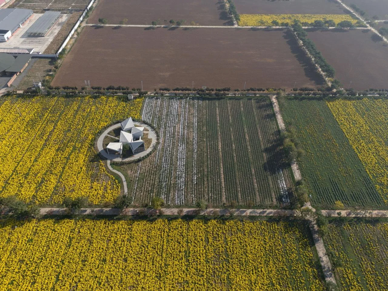 BIM Architecture | Yuntai Mountain Ice Chrysanthemum Field Library/One Tree Architecture