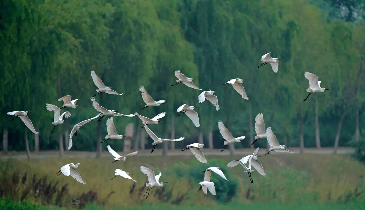 BIM Architecture | White Egrets Fly Together Wetland Exhibition Wings: Bohai University Sports Center/Chinese Academy of Sciences Architectural Design and Research Institute Co., Ltd