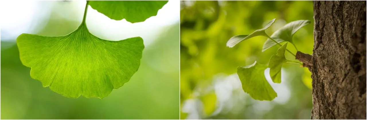 BIM Architecture | Structure of Leaves: Tree House Design for Nanxi Happy Countryside Wild Fun Hotel/Wang Hui Architecture Studio