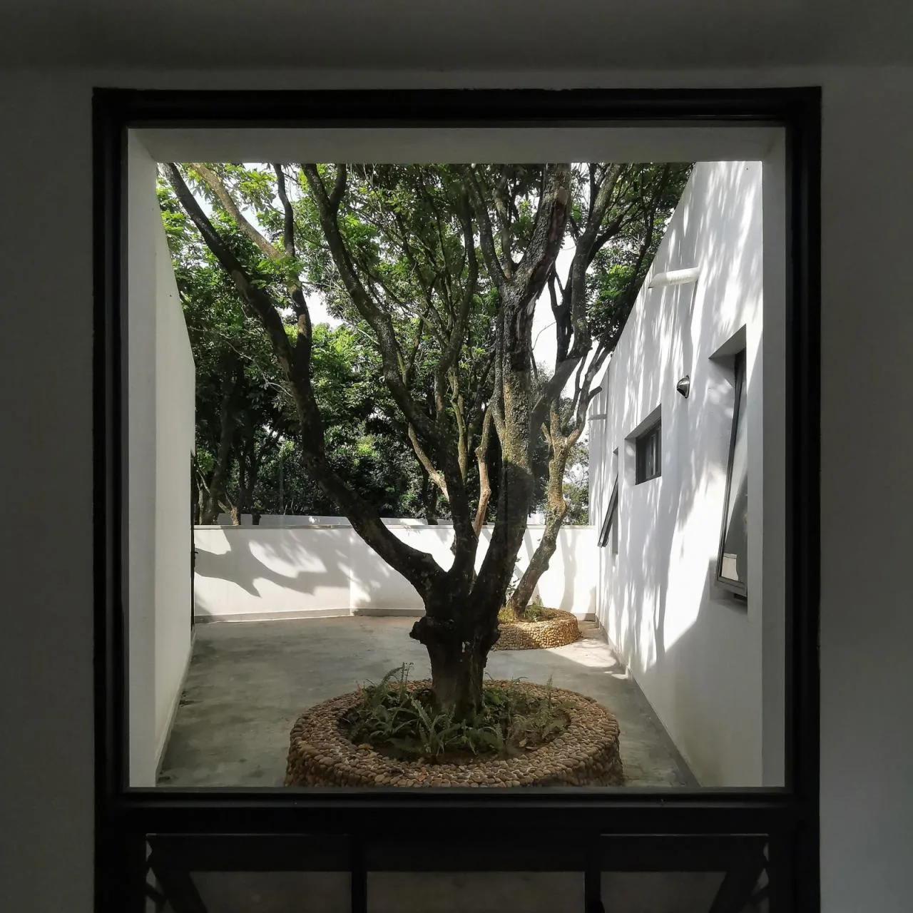 BIM architecture | Yard under longan tree/on-site buildings