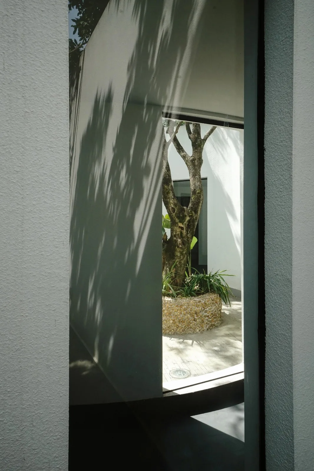BIM architecture | Yard under longan tree/on-site buildings