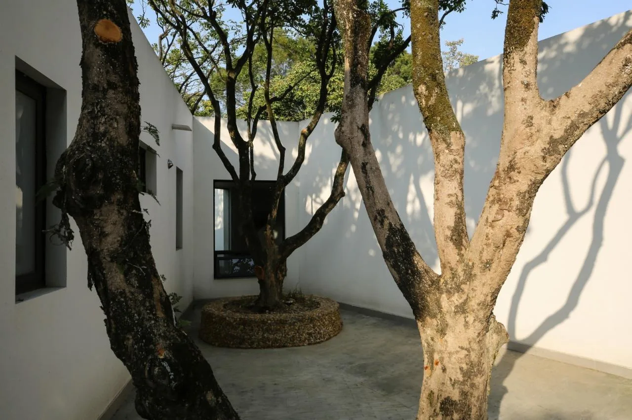 BIM architecture | Yard under longan tree/on-site buildings