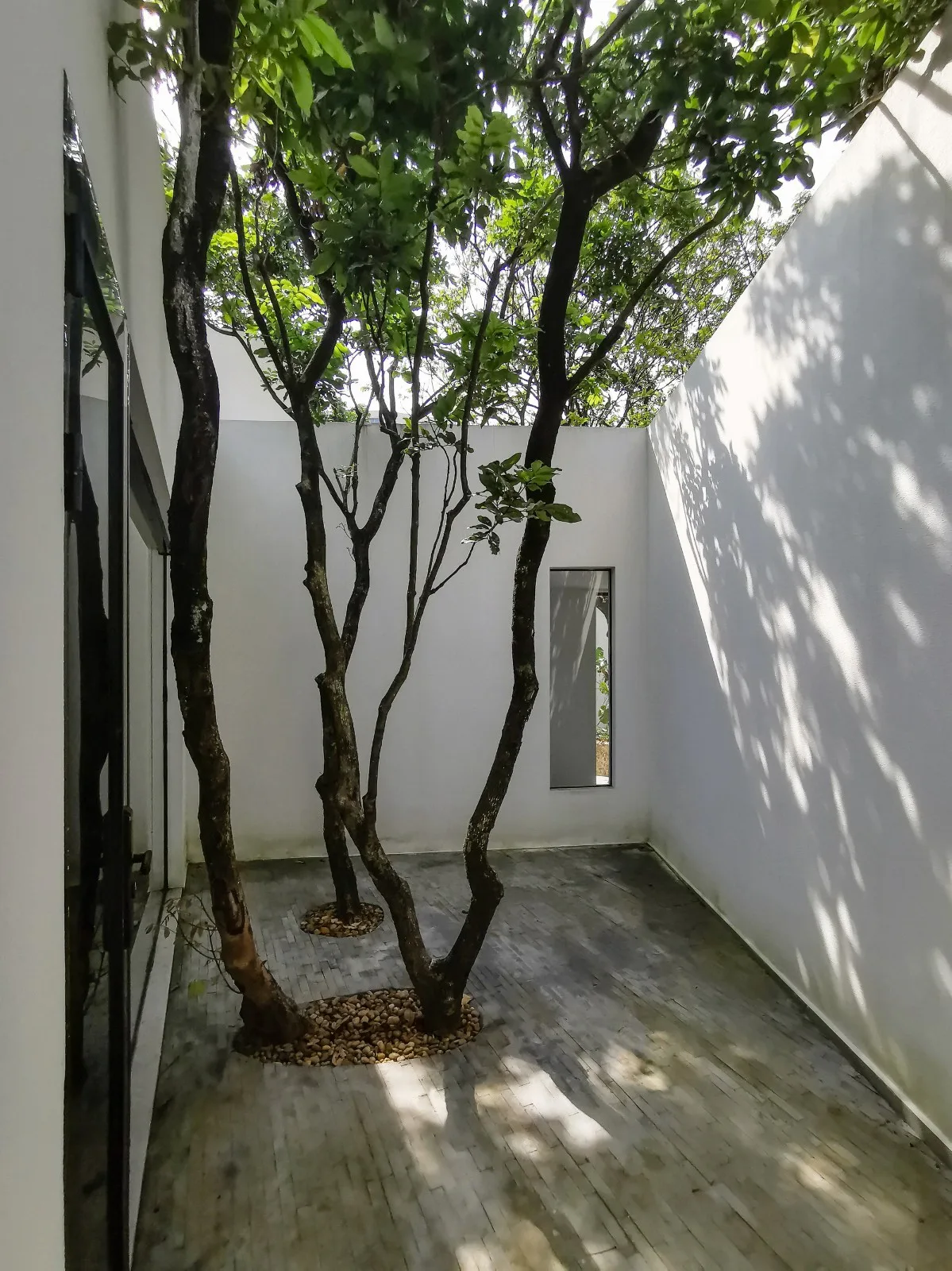BIM architecture | Yard under longan tree/on-site buildings