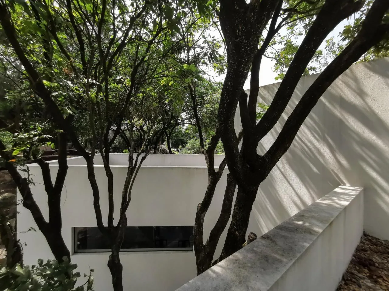 BIM architecture | Yard under longan tree/on-site buildings