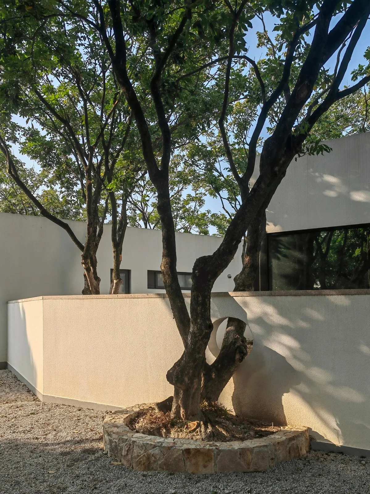 BIM architecture | Yard under longan tree/on-site buildings