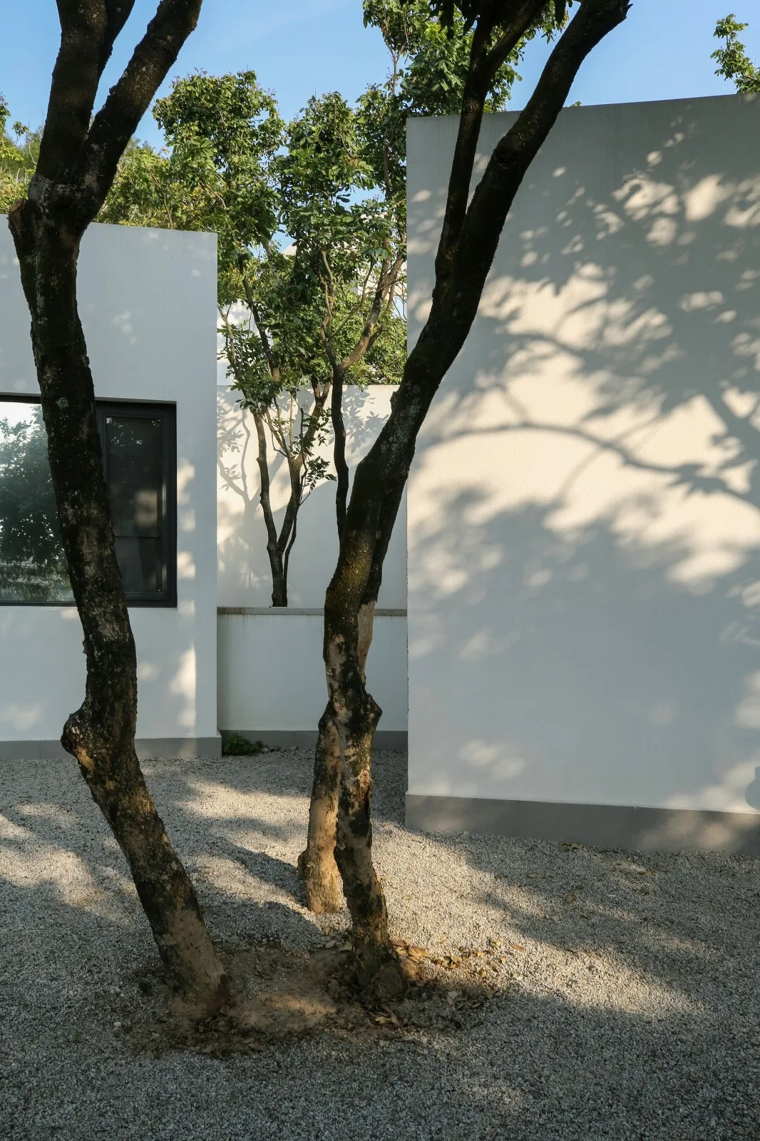 BIM architecture | Yard under longan tree/on-site buildings